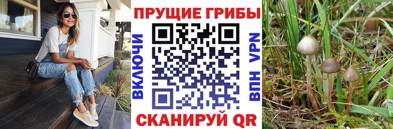 Галлюциногенные грибы Cubensis  Мосальск 